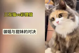 彩狸猫和三花猫的区别，一个是甜妹，另一个就很离谱