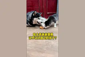 哈士奇爸爸到底认不认识自己的孩子？ #萌宠出道计划 #哈士奇 #二哈 #万物可爱计划