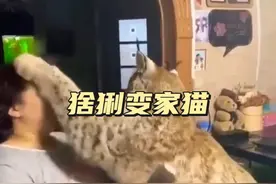 猞猁变家猫 小姐姐救助了猞猁后，猞猁就来到了她家，变成了一只家猫#神奇动物在抖音 #野生动物零距离 #动物趣事 #猞猁#万物有灵视频封面