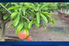 房前为何不宜栽石榴树？#关注我一起学种菜 #种植的乐趣 #我的小菜园 #学种菜 #我爱种菜