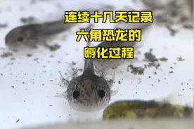 连续14天记录六角恐龙鱼的孵化过程 #万物皆可种草搜