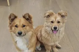 捡了两只小狗真的长一样吗？#捡狗后续 #流浪狗 #捡到的小狗