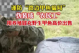 谨防“路边甲鱼骗局”，男子伪装成“农民工”，用养殖冒充野生甲鱼高价出售视频封面