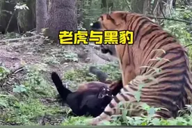 黑豹与老虎的对峙较量#解说版动物世界 #野生动物零距离