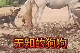 无知的狗狗跑去招惹马儿，结果被无影脚踹的怀疑狗生！ #狗狗 #动物世界 #马 #神奇动物在抖音 #野生动物零距离视频封面
