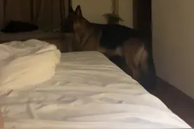 独居女生养德牧多有安全感？#德牧 #护卫犬 #大狼狗 #狗狗 #大型犬