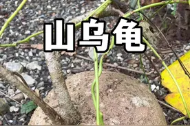 大个头地不容也叫山乌龟，不仅是观赏植物也是非常好的药材。#植物科普  #山乌龟#地不容 #药用植物