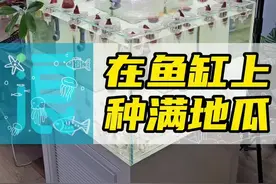 在鱼缸上种满地瓜是个什么样的效果 今天咱们来体验体验，鱼缸上水培地瓜不紧好看而且好处多多 #水培植物 #水培红薯正确方法 #鱼缸水培