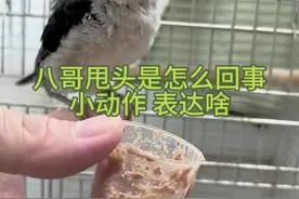 八哥幼鸟喂食甩头原因有多种，吃饱甩头是意思表达#八哥鸟 #养鸟经验分享 #神奇动物在抖音 #科学养宠攻略 #新手养宠视频封面