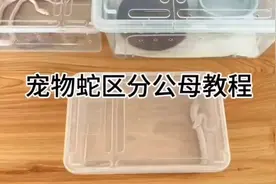 宠物蛇公母区分教程#玉米蛇 #爬宠 #异宠 #饲养员日常