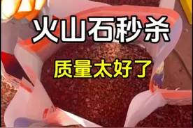 金弹子老鸦柿专用，天然火山石颗粒拌土铺面石鱼缸垫底多肉营养土！细腻的火山石颗粒，干净没有灰尘，让多肉生长更加健康，透气防烂根，花卉绿植物均可用，根系更加通透！还可以用于石鱼缸铺底，增加鱼儿的生活乐趣！快来给可爱的多肉和鱼儿提供一个温馨的家吧！#花卉绿植 #爱生活爱养花 #三农 #火山石 #鱼