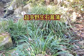 小溪边的石菖蒲你的家乡是拿来做什么？#石菖蒲 #识百草视频封面