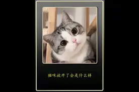 #猫咪的迷惑行为 #谁能拒绝傻憨憨的小猫咪 #oi小猫有点火热啊视频封面