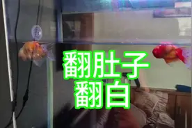 泰狮翻肚子载头  优化处理方法