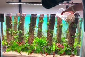 草缸千万不要养黑尾大勾，效果真的不好，各位注意避坑