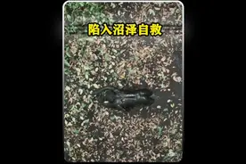 如果不小心意外掉进沼泽里，我们应该如何自救呢？