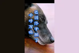 巴图狗狗 聪明伶俐的巴图狗狗终于醒了#狗狗 #狗是人类最忠诚的朋友 #狗子成精了 @抖音创作小助手 @抖音创作灵感