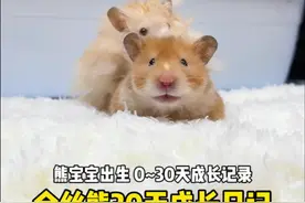 金丝熊宝宝0~30天成长记录❤️纪念一下我的小崽崽们 #万物可爱计划 #可爱在我家 #金丝熊 #仓鼠 #养鼠日常分享