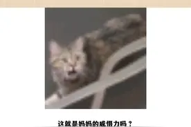 这威慑力没谁了~#来自妈妈的威慑力视频封面