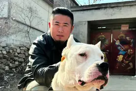 真正的重托！杜高犬，外号“白色亖神”“猎犬之王”#重托 #杜高犬 #猎犬之王 #猛犬