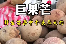 巨果芒也叫砂拉越野芒果，是野生芒果中个头最大的。#植物科普 #野芒果#巨果芒#热带水果