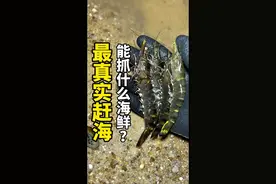 大退潮给你们看最真实的赶海，在我们这里都能抓到什么海鲜收获？ #赶海 #户外赶海抓海鲜 #真实的赶海能抓到什么 #抓螃蟹 #快来一起尝个鲜
