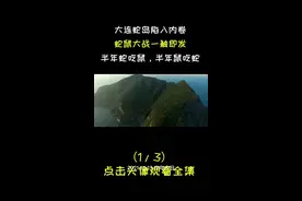 大连蛇岛爆发“蛇鼠内战”，半年蛇吃鼠半年鼠吃蛇，看蛇鼠互相残杀 #黑眉蝮蛇 #大连蛇岛 #蛇鼠大战 #科普视频封面