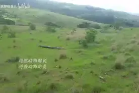 大！很大！非常大！眼前躺着的大蛇，就是世界最大的蛇---绿森蚺……