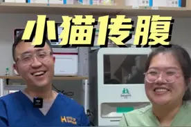 小猫传腹，史上最全讲解#新手养猫 #养猫人 #养猫新手