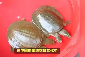 今天跟你们谈议野生甲鱼和养殖甲鱼的区别食用性视频封面