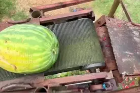 以下是根据2025年最新数据整理的世界粮食产量最高的10个国家（数据来源：农业农村部及联合国粮农组织统计）： 1.中国：6.82亿吨（全球占比21.3%），主要作物为水稻、小麦和玉米  2.美国：5.71亿吨（全球占比17.8%），以玉米、大豆和小麦为主  3.印度：3.14亿吨（全球占比9.8%），主要种植水稻、小麦和小米  4.俄罗斯：1.33亿吨（全球占比4.1%），小麦、玉米和大麦为主要作物  5.巴西：1.19亿吨（全球占比3.7%），盛产大豆、玉米和咖啡  6.印尼：1.12亿吨（全球占比3.5%），水稻是其主要作物  7.阿根廷：7931万吨（全球占比2.4%），主要生产玉米、小麦和大豆  8.法国：6555万吨（全球占比2.0%），种植小麦、玉米和大麦  9.乌克兰：6173万吨（全球占比1.9%），主要作物为小麦、玉米和葵花籽  10.加拿大：5702万吨（全球占比1.8%），以小麦和油菜为主  备注： 2025年全球粮食总产量预计达32亿吨，以上10国占比超65% 中国连续15年位居榜首，美国、印度稳居前三 俄乌冲突对乌克兰和俄罗斯的粮食产量影响持续显现 巴西、阿根廷等南美国家因气候优势，产量持续增长 印尼、法国等国通过技术改良，实现稳中有升