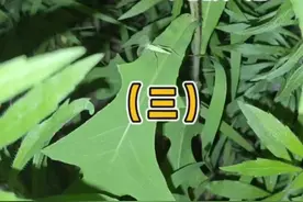 竹蛉大量出没#观察昆虫 #科普知识 #动物科普 #鸣虫文化 #昆虫