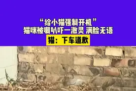 #这样的猫孩子谁不爱 #懂事的小猫谁养谁不迷糊 #你的猫孩子也是这样玩吗😂😂😂😄 #这小猫谁养谁不迷糊啊 #世界上不能没有小猫咪视频封面