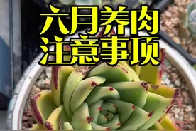 六月养肉注意事项，新手朋友可以看过来#多肉养护 #记录多肉生活 #阳台多肉 #内容启发搜索 @DOU+小助手视频封面