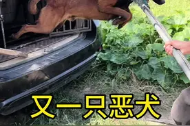 狗德学院又来一只咬人的恶犬#恶犬咬人 #马犬 ##咬人的狗 #狗德学院