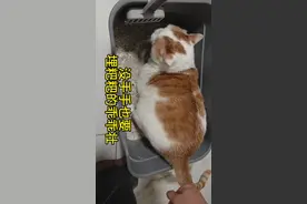 总有网友问壮壮怎样上厕所埋粑粑，就是这样啦😉我们大壮壮虽然没有手手，但是也是一只爱干净并且很努力的小猫咪呢😉##谁还不是只爱干净的猫猫了 #流浪猫救助 #我和我的猫 #我和流浪猫的故事 #铲屎官的乐趣