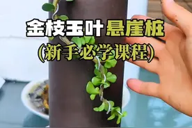 金枝玉叶悬崖桩造型应该怎么做？新手必须教程#多肉植物 #精品盆景 #金枝玉叶 #内容启发搜索视频封面