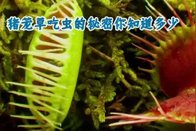 猪笼草为什么要吃虫子#解压 #科普一下 #极度舒适