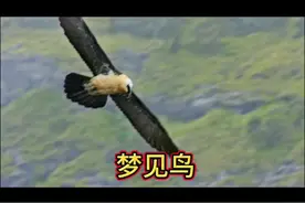 做梦梦见鸟儿，预示什么？#周公解梦 #你的梦境在暗示什么 #梦