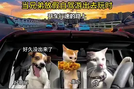 当和兄弟放假自驾游出去玩时 #猫咪表情包 #与你相交是我命好