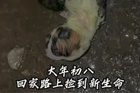 大年初八回家的路上捡到刚出生的小狗#小狗