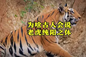 为什么古人会说老虎才是真正的纯阳之体#奇闻趣事#内容启发搜索