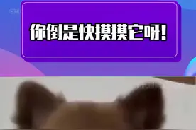 这种小狗到底是谁在谈啊！#狗狗 #萌宠 #萌到爆炸了💥