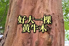 一大棵黄牛木，木材坚硬，嫩叶可制茶，你那里有吗？ #一日一植物 #黄牛木  #野生植物 #植物百科 @抖音创作者中心 @抖音短视频