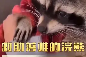 小浣熊的家被人类拆了，结果投靠了人类 #记录可爱的动物 #萌宠#神奇动物在抖音 #萌宠 #动物的迷惑行为