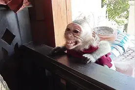 露牙，弹舌！揍死！彩蛋主页Q！ #猴子成精