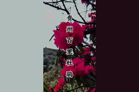 这里就是世界上，最大的天然花海，漫山遍野的杜鹃花，连绵几十公里，杜鹃花的品种多达23个。#山花烂漫游贵州#贵州很值得 #为中国小城上分 #我在南方过春天 #毕节百里杜鹃开得正烂漫视频封面