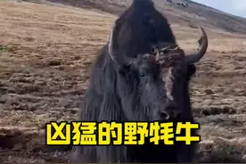 高原野牦牛的性情非常暴躁#野生动物零距离 #解说版动物世界视频封面