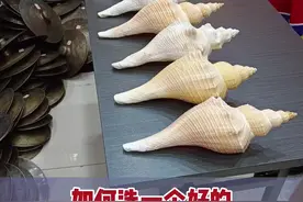海螺怎么吹响#海螺 #吹海螺 #法器海螺 #海螺怎么开口 #玲姐教你选海螺