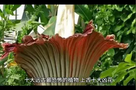 #十大凶花 #科普一下 #神奇大自然 #神奇的植物 #每天跟我涨知识视频封面